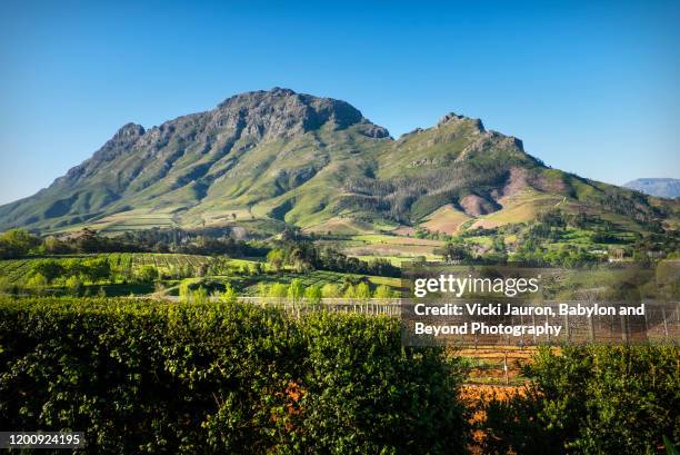 vineyards and mountains around franschhoek, south africa - franschhoek bildbanksfoton och bilder