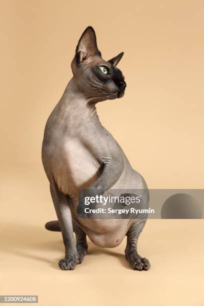 cat on a beige background - sphynx hairless cat stock pictures, royalty-free photos & images