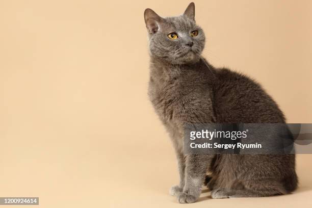 british shorthair cat on a beige background - chartreux cat stockfoto's en -beelden