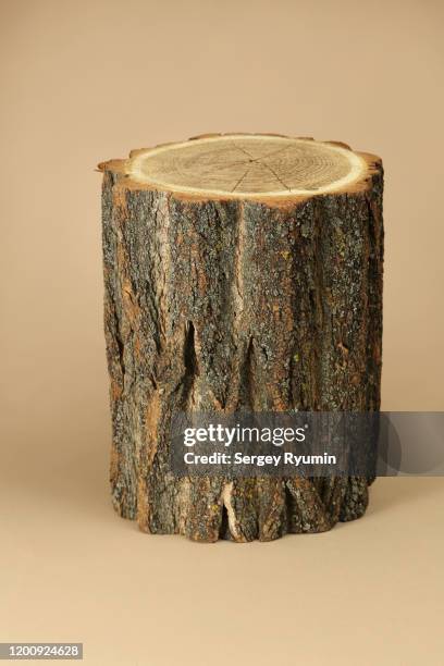 acacia log on a beige background - baumstumpf stock-fotos und bilder