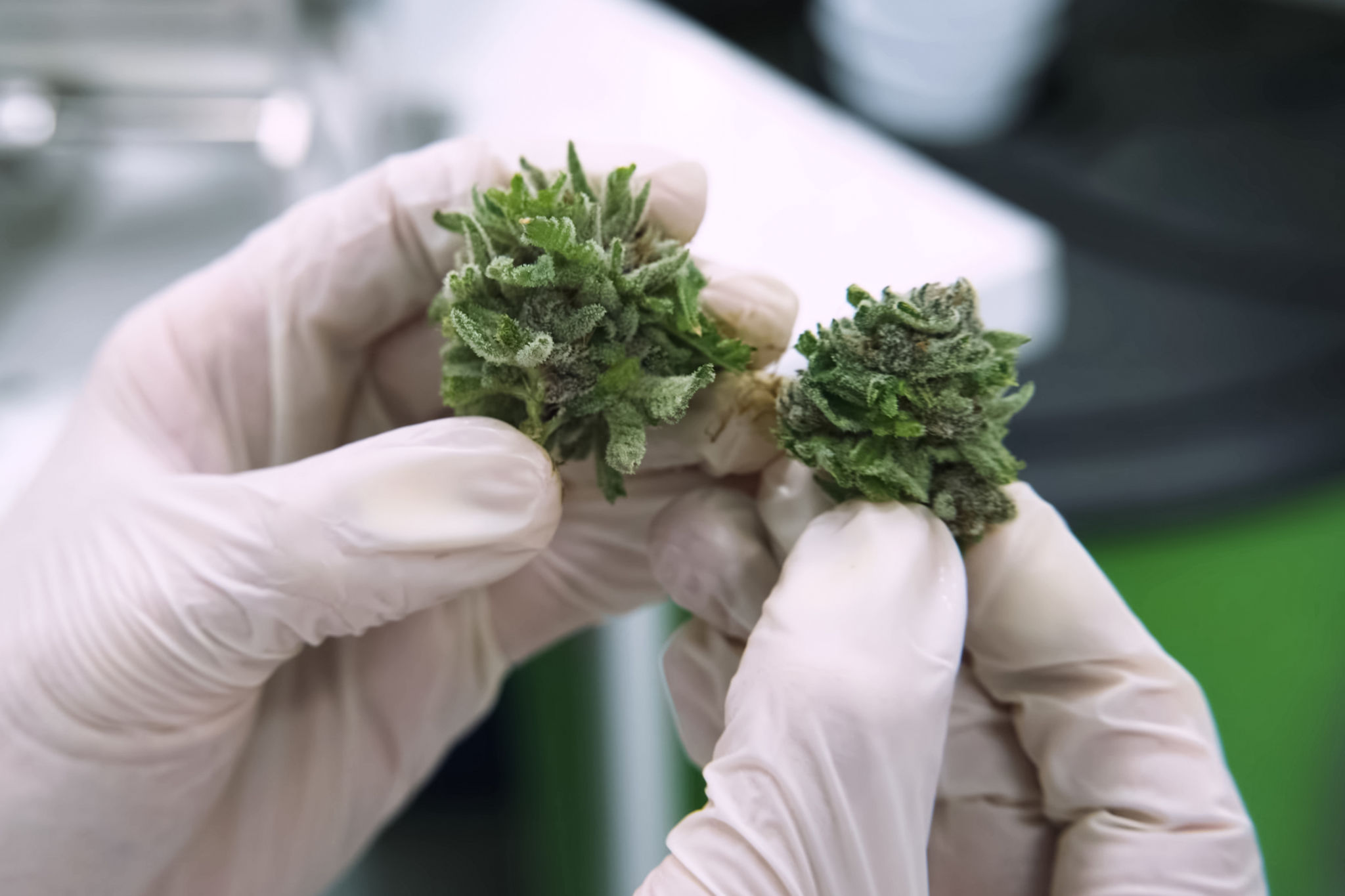 cannabis consulting