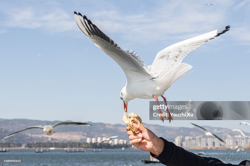 Seagulls flying under the blue sky and white clouds