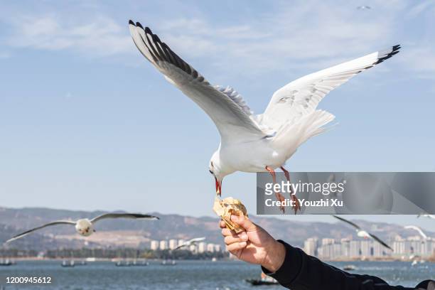 seagulls flying under the blue sky and white clouds - sich zu boden werfen stock-fotos und bilder