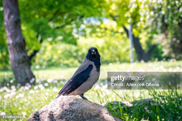 raven on the stone in garden - dead raven stock pictures, royalty-free photos & images