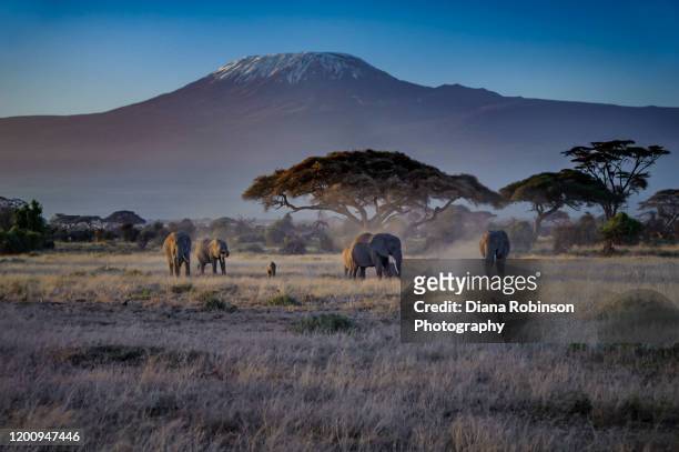 elephants in front of mount kilimanjaro in amboseli national park, kenya, east africa - nairobi - fotografias e filmes do acervo