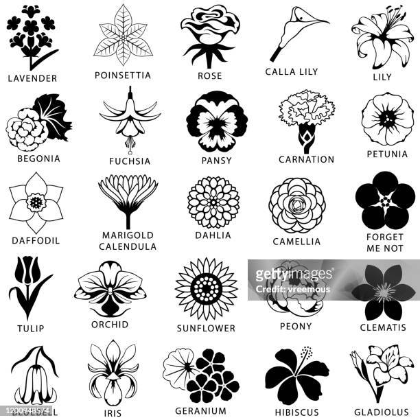illustrations, cliparts, dessins animés et icônes de ensemble d'icône de fleurs - geranium