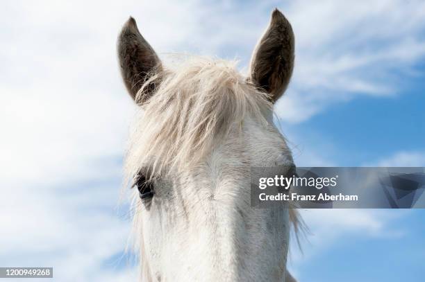 camargue horse - white horse stock pictures, royalty-free photos & images