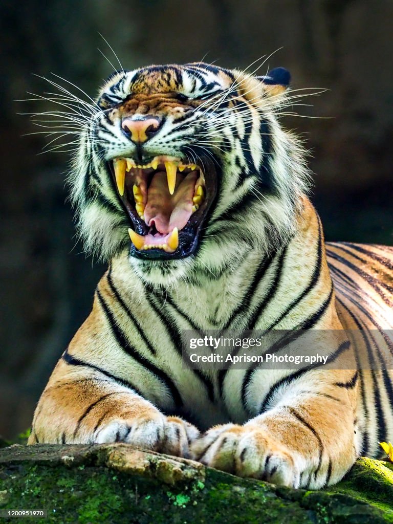 Close up of Tiger opening mouth on black background
