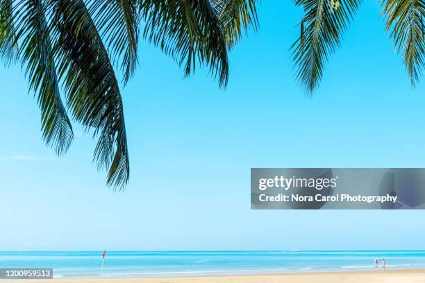 palm trees and tropical beach background - tanjung aru beach - kota kinabalu beach stock pictures, royalty-free photos & images