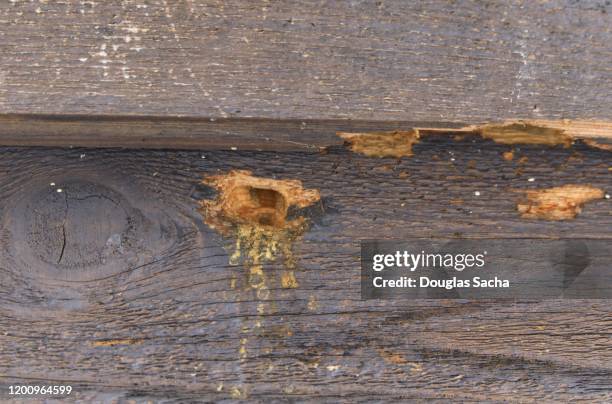 carpenter bee nesting holes (xylocopa) - carpenter bee stock pictures, royalty-free photos & images