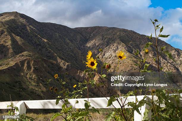 wild sunflowers in san gabriels - san gabriel mountains stock pictures, royalty-free photos & images