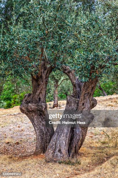 old olive trees - old olive tree stock pictures, royalty-free photos & images
