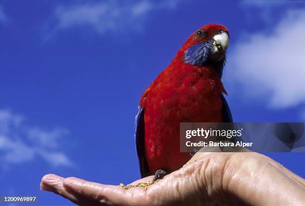 2 906点のロリキートのストックフォト Getty Images 2 906点のロリキートのストックフォト Getty Images