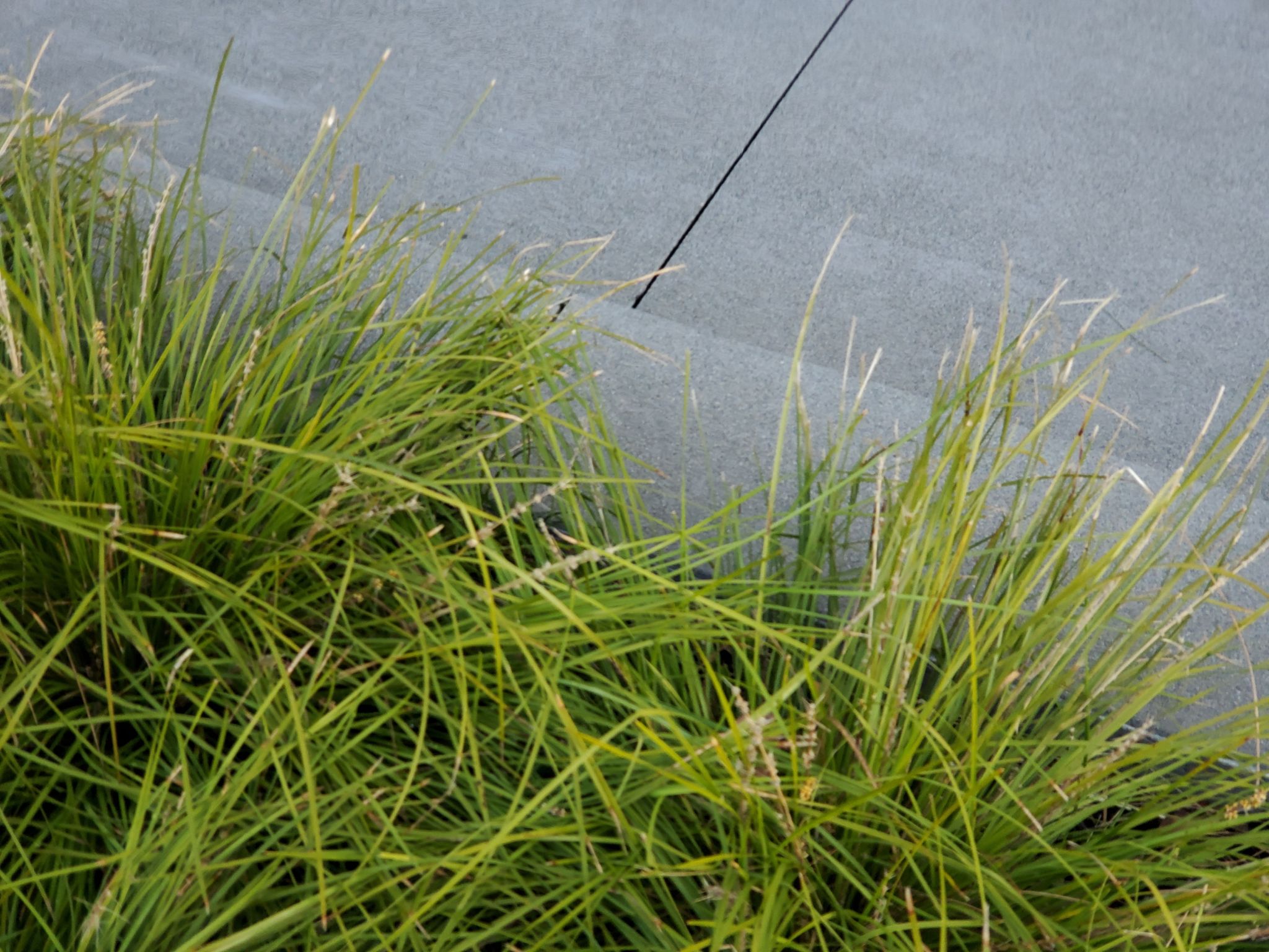 urban bioswale