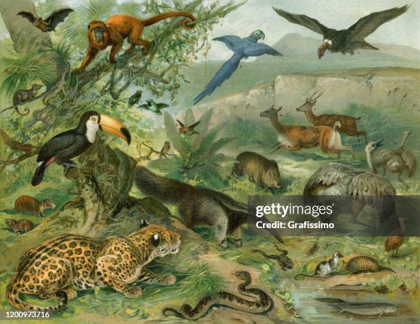 tropical forest with animals illustration - toucan stock illustrations