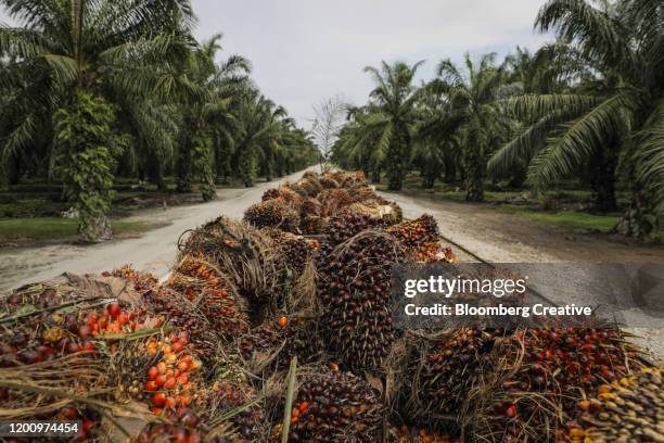 palm oil plants - plantage stockfoto's en -beelden