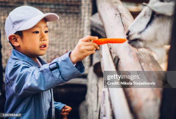 little chinese and a goat - petting zoo stock pictures, royalty-free photos & images