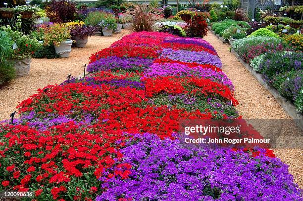 testing verbena at horticulture gardens - athens photos et images de collection