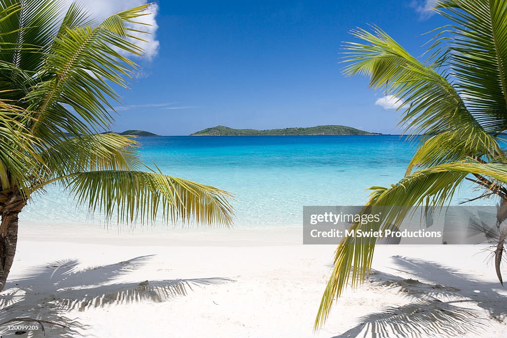 Tropical beach palms