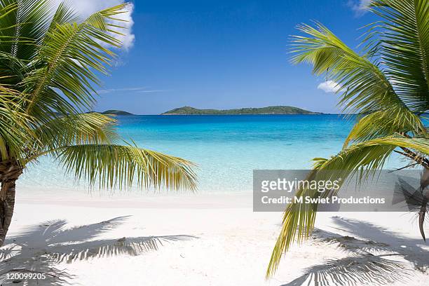 tropical beach palms - palm beaches stock pictures, royalty-free photos & images