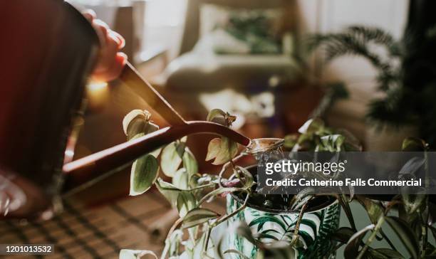 watering can - houseplant stock pictures, royalty-free photos & images
