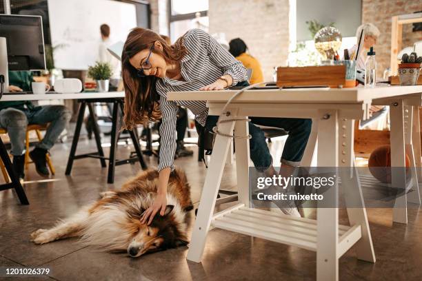 frau streichelt ihren hund im büro - desk woman glasses stock-fotos und bilder