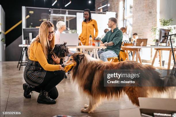 woman stroking dogs while colleagues are working at office - office dog stock pictures, royalty-free photos & images