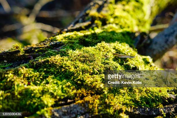 close-up of moss on a tree trunk with blurred background. - chicot arbre photos et images de collection