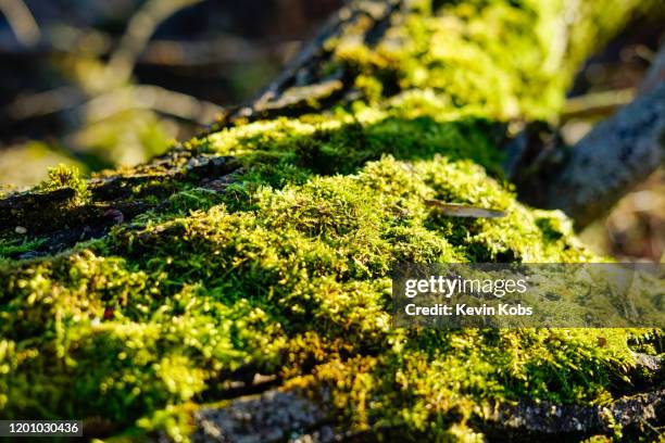 close-up of moss on a tree trunk with blurred background. - snag tree stock pictures, royalty-free photos & images