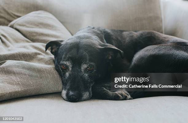 elderly dog - enroscado - fotografias e filmes do acervo