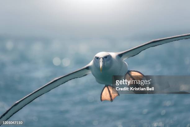 backlit northern royal albatross (diomedea sanfordi) flying with outstretched feet - otago stock-fotos und bilder