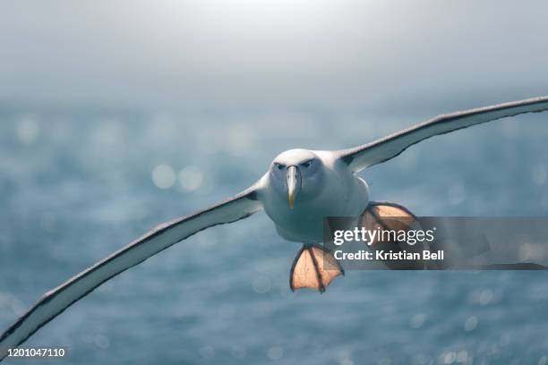 backlit northern royal albatross (diomedea sanfordi) flying with outstretched feet - albatros - fotografias e filmes do acervo