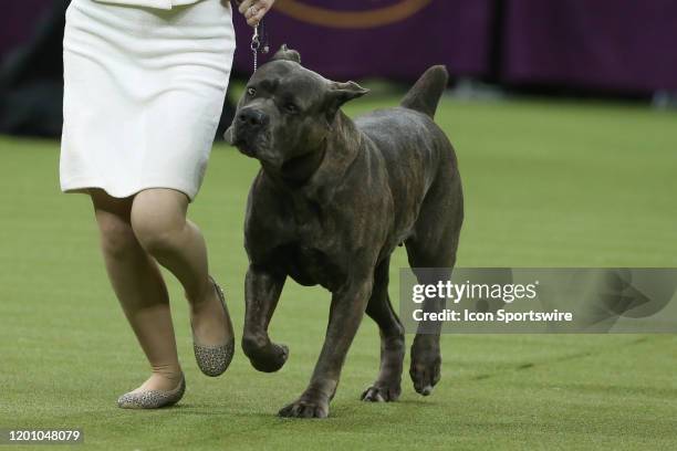 Cane Corso competes in the Working Group during the Westminster Dog Show on February 11, 2020 at Madison Square Garden in New York, NY.