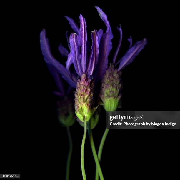 lavande papillon - lavendel stock-fotos und bilder