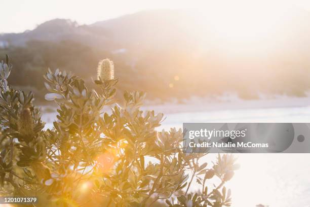 banksia flowers on a headland on the coast of australia - australian native flowers stock pictures, royalty-free photos & images