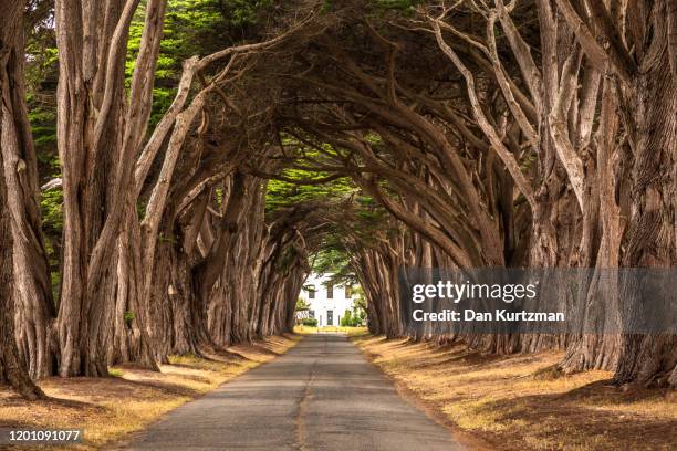 Point Ryes Trees 5,426 Point Reyes Stock Photos, High-Res Pictures, and Images - Getty ...