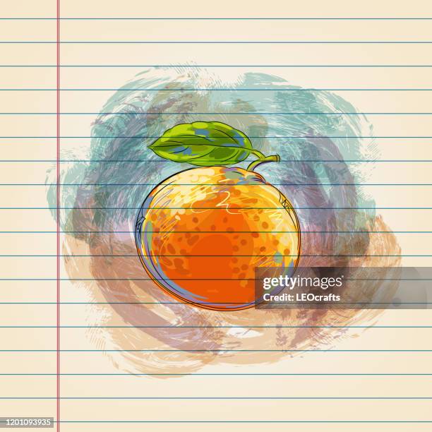 tangerine drawing on ruled paper - tangerine sketch stock illustrations