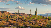 Saguaros cactus forest in Sonoran Desert