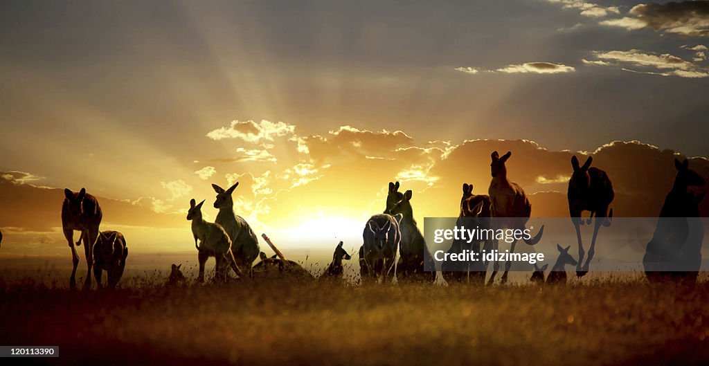 Australian outback kangaroo on the sunset series