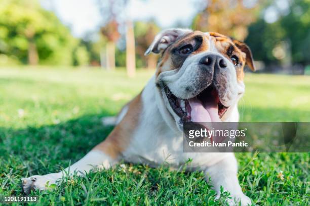 englische bulldogge spielt im gras - sticking out tongue stock-fotos und bilder