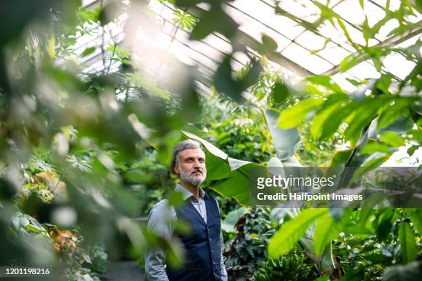 a portrait of mature man relaxing in greenhouse, green business concept. - botanischer garten stock-fotos und bilder