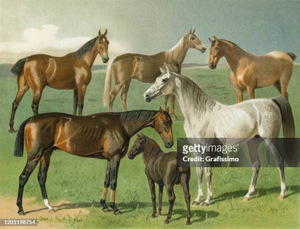 stockillustraties, clipart, cartoons en iconen met arabische paard shetland pony verschillende paarden illustratie - east anglia