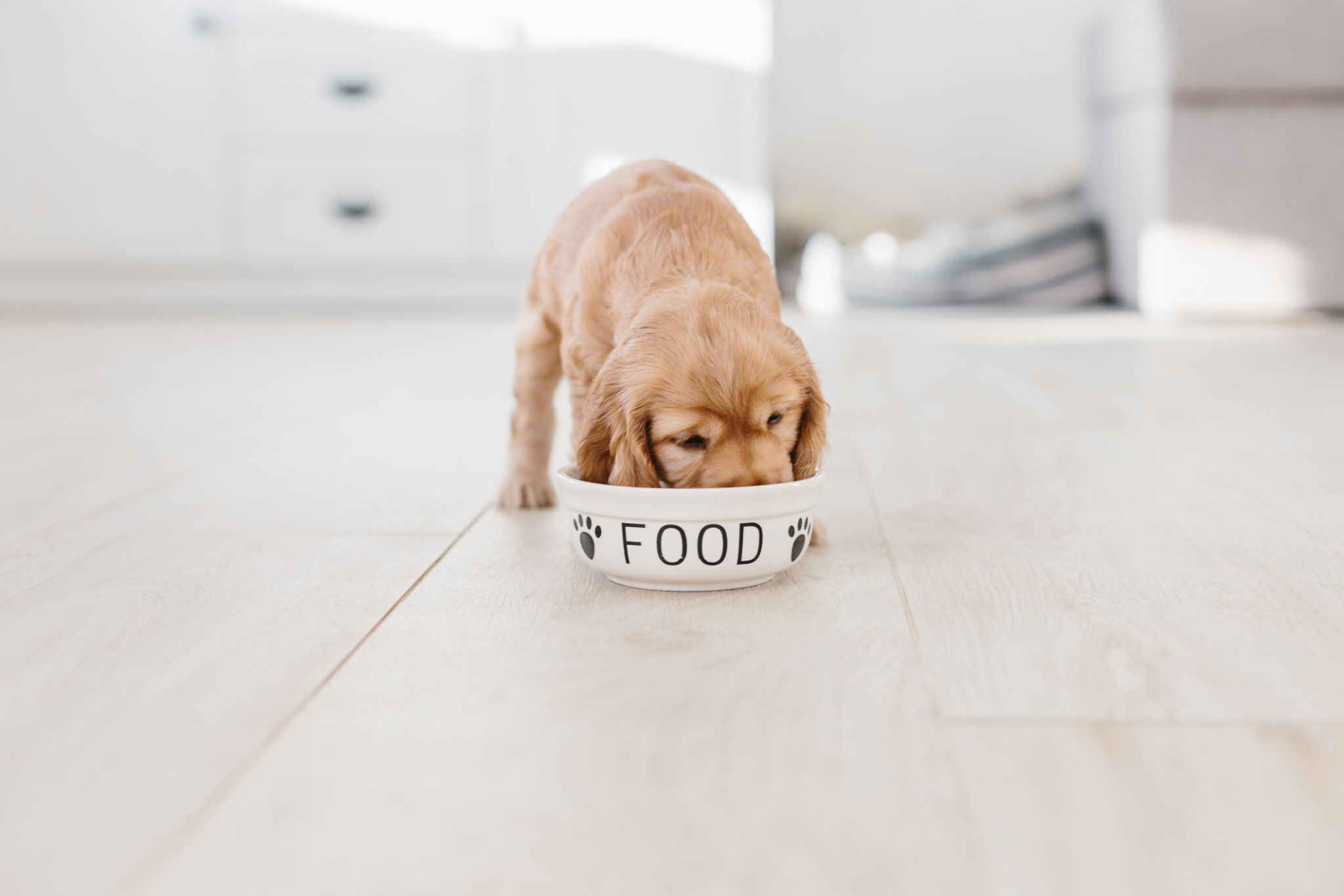 pet food water
