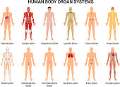 human body organ system set