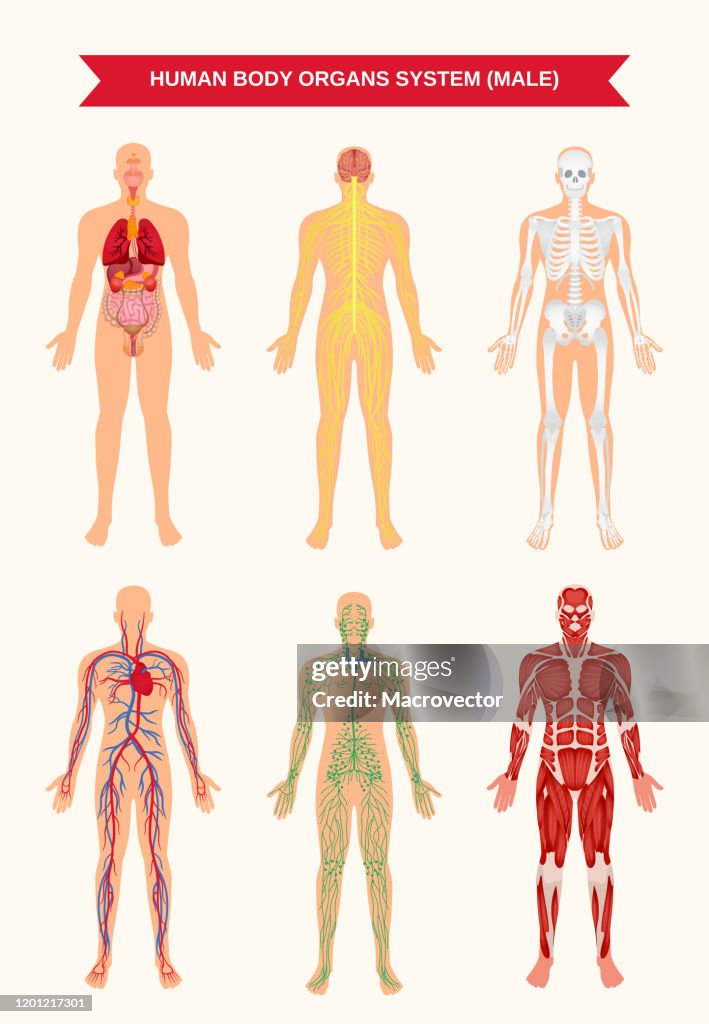 Systemic Organs Human Organ Systems High-Res Vector Graphic - Getty Images