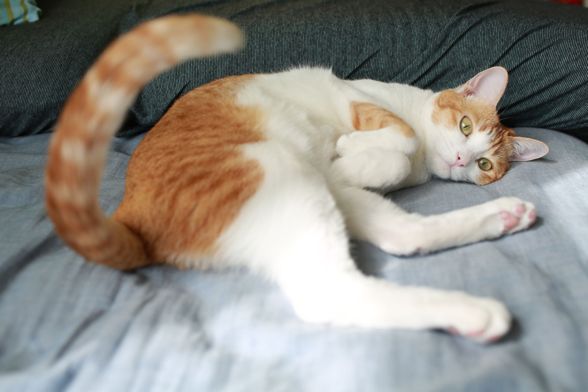 ginger cat playing her own tail ginger cat playing her own tail
