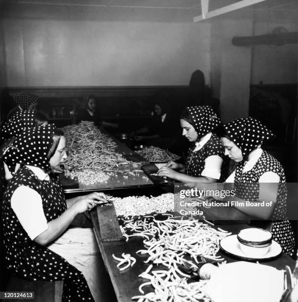 Hutterite women prepare beans in the communal kitchen at the Sturgeon Creek Hutterite Colony, near Headingley, Manitoba, Canada, August 1954. Photo...