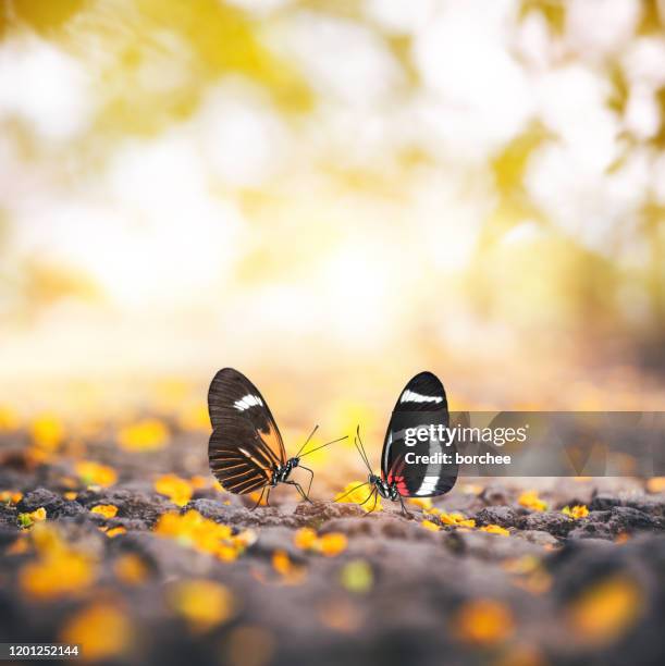 two butterflies under the blooming trees - butterfly background stock pictures, royalty-free photos & images