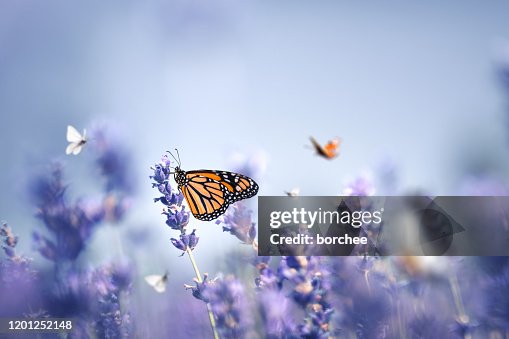 Vlinders Vlinders