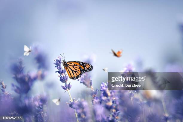butterflies - flowers stock pictures, royalty-free photos & images